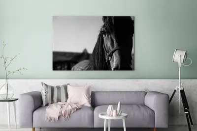 Produktbild von OneMillionCanvasses® - Leinwandbilder - 140x90 cm, Nahaufnahme eines Pferdes mit Halfter in schwarz-weiß, Wandbilder Kunstdruck Wanddekoration