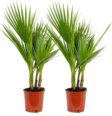 Zdjęcie produktu dla Bloomique - Zestaw 2 sztuk - Washingtonia Robusta - Meksykańska palma wachlarzowata - Palma mrozoodporna - Rośliny ogrodowe - 60-80 cm wysokości - Doniczka 17 cm