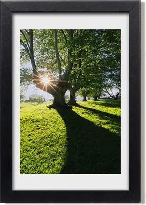 Produktbild von Bild 20x30 MDF-Rahmen, Wandkunst Park