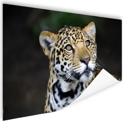 Produktbild von MuchoWow® Poster Leopard - Kopf - Wald 60x40 cm - Schlafzimmerdekoration
