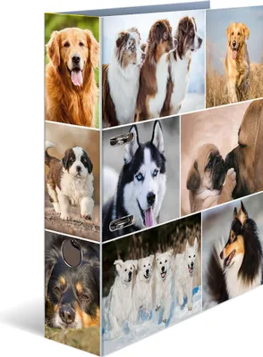 Produktbild von HERMA Motivordner "Animals" DIN A4 Hunde
