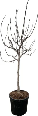 Produktbild von Fíkovník - Ficus carica - 225 cm - ø40cm