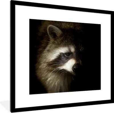 Produktbild von MuchoWow® Gerahmtes Poster Waschbär - Wilde Tiere - Schwarz 40x40 cm - Poster mit Schwarzem Bilderrahmen Wandposter Rahmen Foto Bilder - Poster - Plakat im Rahmen
