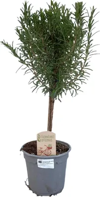 Image de Romarin (Rosmarinus officinalis) Ø14cm, hauteur 45cm ; plante aromatique à