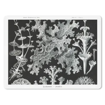 Produktbild von MuchoWow® Mauspad Mousepad Kunst - Koralle - Ernst Haeckel - Alte Meister - Natur 23x19 cm - Mousepads - Maus Mat - Pad - Mausunterlage - Schreibtischunterlage - Mauspad