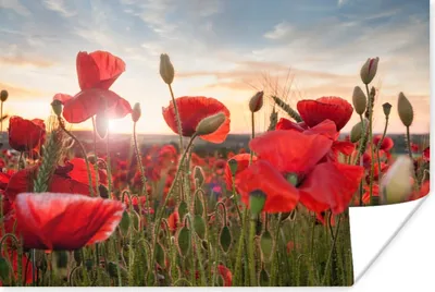 Produktbild von MuchoWow® Poster Sonnenuntergang hinter den schönen Mohnblumen 60x40 cm - Schlafzimmerdekoration
