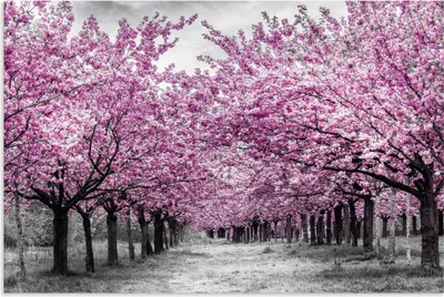 Produktbild von ARTland Wandbild Alu für Innen & Outdoor Kirschbäume in voller Blüte Größe: 90x60 cm