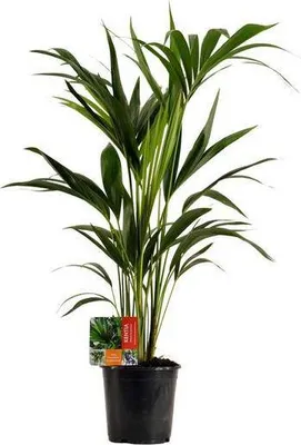 Produktbild von Kentiapalme Howea Forsteriana Zimmerpflanze Ø19cm 100cm hoch pflegeleicht Deko