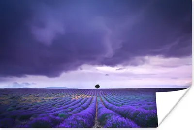 Produktbild von MuchoWow® Poster Lila Wolken über Lavendelfeldern 180x120 cm - Fotoplakat