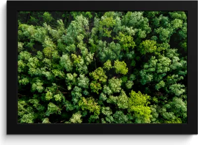 Produktbild von MuchoWow® MuchoWow® Gerahmtes Poster Baum - Wald - Grün 30x20 cm - Poster mit zchwarzem Bilderrahmen - Kunstdruck - Bild-Poster