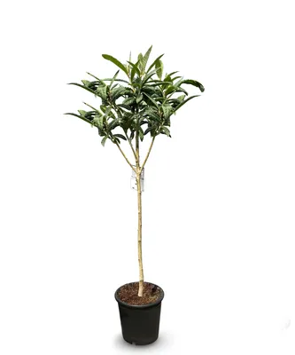 Obrázok produktu pre Japonský vlčí bôb, Eriobotrya Japonica, Mispel 150cm Mispero, Argelino