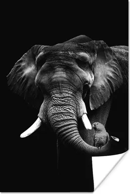 Produktbild von MuchoWow® Poster Elefant mit Papagei vor schwarzem Hintergrund - schwarz und weiß 120x180 cm - Kunstposter
