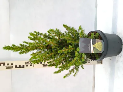 Produktbild von Picea glauca 'Rainbow's End' 60–80 cm Zuckerhutfichte goldgelb
