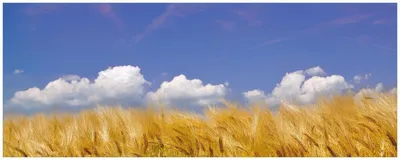 Produktbild von Wallario Küchenrückwand selbstklebend, Größe: 115 x 50 cm, Motiv: Kornfeld unter blauem Himmel | Spritzschutz | abwischbar | pflegeleicht | in