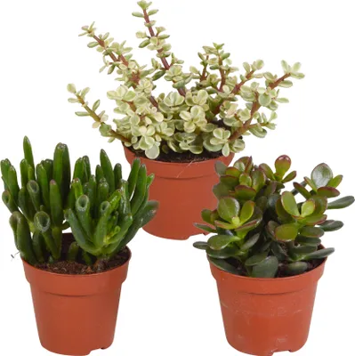 Produktbild von Crassula Mix 8,5 cm