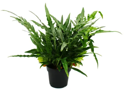 Image de Kapradina serpentiforme - Aglaomorpha coronans "Jim" - Plante de 17 cm de hauteur, porte des fleurs