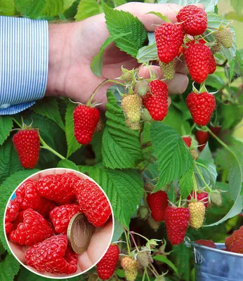 Produktbild von BALDUR-Garten 2x Riesenhimbeere Primeberry® Autumn Happy®, Pflanzen im 2-Liter Containertopf, Rubus idaeus, winterhart & pflegeleicht, sehr ertragreich, dornenlose Spitzenzüchtung, große Früchte