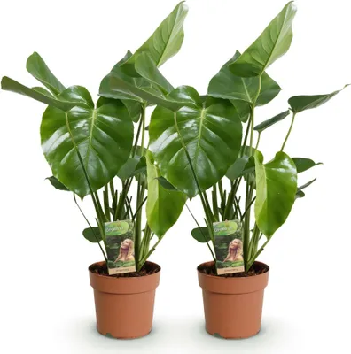 Zdjęcie produktu dla Monstera Deliciosa Roślina doniczkowa – 2 rośliny 17 cm – wysokość ok. 50–55 cm – łatwa w pielęgnacji roślina tropikalna o dużych liściach do salonu i biura