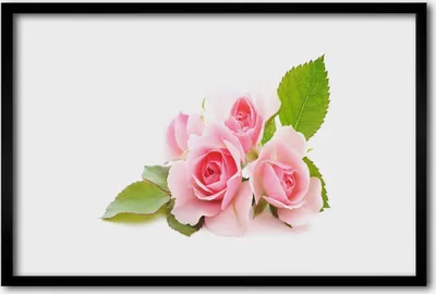 Produktbild von Bild 60x40 MDF-Rahmen Wandkunst Rosen Blumen Natur Pflanze