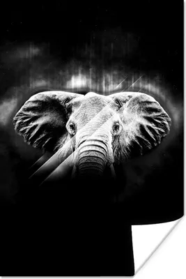 Produktbild von MuchoWow® Poster Elefant mit großen Ohren auf abstraktem Hintergrund - schwarz und weiß 120x180 cm - Kunstposter