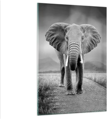Produktbild von Bilder auf glas - Einteilig - Elefant Wildnis Natur - 80x120cm - Glasbilder - Wandbilder - Bilder - zum Aufhängen bereit - Wanddekoration aus Glas - Glas Bilder - Wandbild auf Glas - GPA80x120-4966