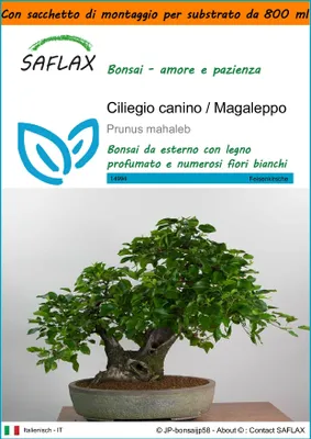 Immagine prodotto di SAFLAX Garden in the bag - Ciliegio canino / Magaleppo - 30 semi - Prunus