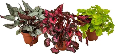 Image de Bloomique - Lot de 3 - Begonia 'Beleaf' - Bégonia décoratif - Plante d'intérieur - Hauteur 25-35 cm - Pot 12 cm