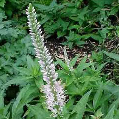 Produktbild von 6 x Kandelaberehrenpreis  - Veronicastrum virginicum 'Album'  | Topf 9cm x 9cm