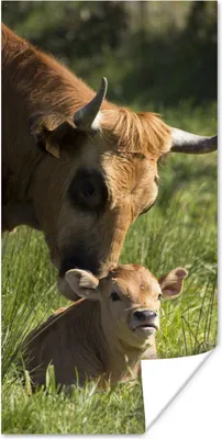 Produktbild von MuchoWow® Poster Kuh - Gras - Horn - Kalb 60x120 cm - Wandschmuck
