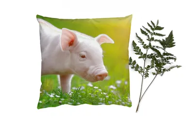 Produktbild von MuchoWow® Zierkissen Sofakissen Wohnzimmer Dekokissen 50x50 cm Tiere - Ferkel - Schwein - Komfort - Sofakissen