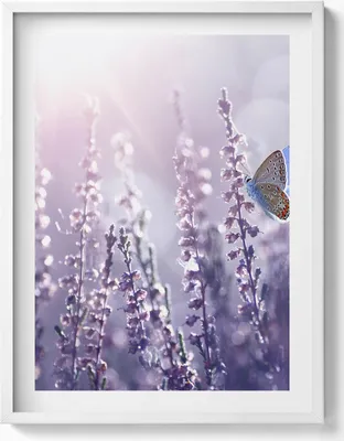 Produktbild von Schmetterling auf Feldblumen– Wandbild mit Rahmen – Gerahmtes Bild  – Wanddekoration – 60x80 cm –  Weiß Rahmen