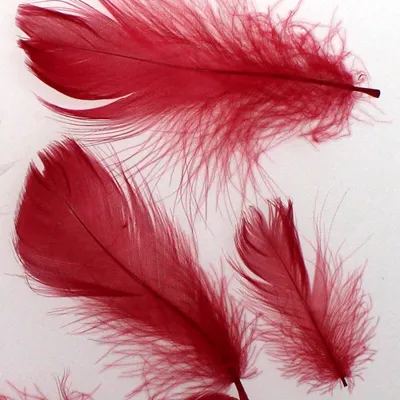 Produktbild von echte Federn gefärbt ca. 20g Deko Größen gemischt ca. 2-12cm, Farbe:rot