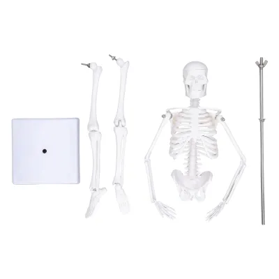 Produktbild von 45CM Mini-Skelettmodell, PVC, Knochenstruktur des menschlichen Körpers mit beweglichen Armen, Beinen und Ständer