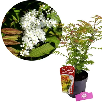 Obrázok produktu pre Sorbaria sorbifolia "Sem", ihličnany, 3-litrový kvetináč