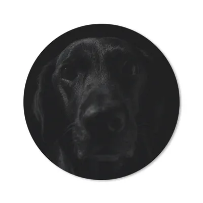 Produktbild von MuchoWow® Mauspad Mousepad Hund - Haustier - Schwarz 40x40 cm - Mousepads - Maus Mat - Pad - Mausunterlage - Schreibtisch Accessoires