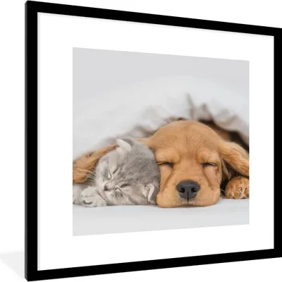 Produktbild von MuchoWow® Gerahmtes Poster Haustiere - Hund - Katze - Decke 40x40 cm - Poster mit Schwarzem Bilderrahmen Wandposter Rahmen Foto Bilder - Poster - Plakat im Rahmen
