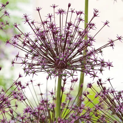 Zdjęcie produktu dla Allium Czosnek Ozdobny Toabago 3 szt. Cebulki Kwiatowe Czosnki Ozdobne