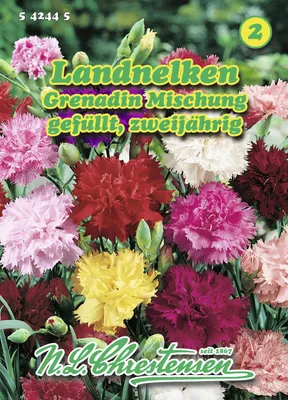 Produktbild von Landnelke Grenadin Mischung | Nelkensamen von N.L. Chrestensen