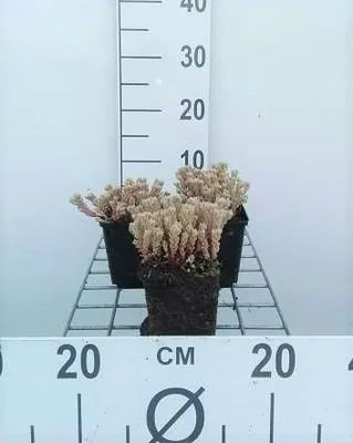 Produktbild von 6 x  Sedum lydium - Fettblatt - Topf 9 x 9 cm