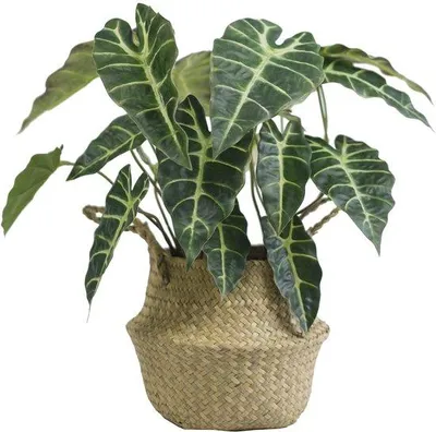 Image de Plante artificielle Alocasia de 45 cm de haut pour la décoration du salon ou de la chambre à coucher