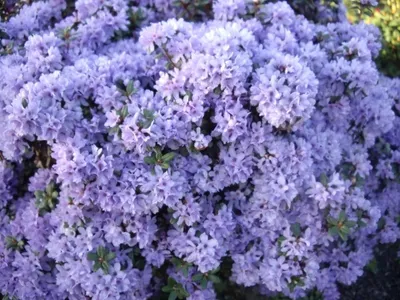 Produktbild von Wild Rhododendron / Alpenrose - Rhododendron intricatum 30-40cm