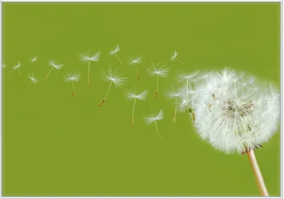 Produktbild von Wallario Wandbild Pusteblume auf der Wiese mit fliegenden Samen, Größe: 70,30 x 100,30 cm, Poster mit weißem Kunststoffrahmen