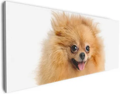 Produktbild von Wallario Premium Leinwandbild Lustiger niedlicher Spitz in Größe 50 x 125 cm