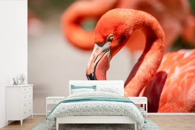 Produktbild von MuchoWow® Fototapete für Wohnzimmer oder Schlafzimmer Wandtapete Vinyl Motivtapete Nahaufnahme eines ruhenden rosa Flamingos - 525x350 cm - Das Hintergrundbild