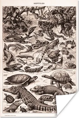 Produktbild von MuchoWow® Poster Reptilien - Tiere - Schwarz - Weiß 40x60 cm - Plakate für die Wand - Poster Babyzimmer