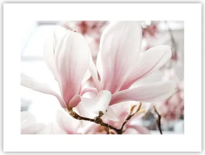 Produktbild von Poster - Poster ohne Rahmen - Zweig Magnolie Blume - 40x30 cm - Wand Bild - Wanddeko - Wandbilder - Kunstposter - Wandposter - Bilder - Kunstdruck - Wanddekoration - Wandbild - P2XAA40x30-4538
