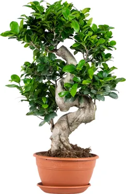 Produktbild von Bloomique – Ficus Ginseng – S-Form – Bonsai – Zimmerpflanze – Luftreinigend – Pflegeleicht – 60–80 cm hoch – Topf 24 cm