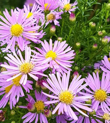 Immagine prodotto di Loglio perenne - Aster 'Ericoides Lovely' Myrtenaster