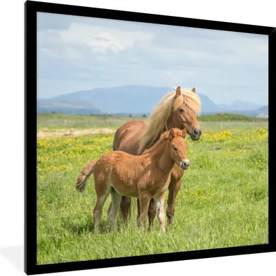 Produktbild von MuchoWow® Gerahmtes Poster Pferde - Fohlen - Gebirge 40x40 cm - Poster mit Schwarzem Bilderrahmen Wandposter Rahmen Foto Bilder - Mit Rahmen - Wanddekoration Schlafzimmer