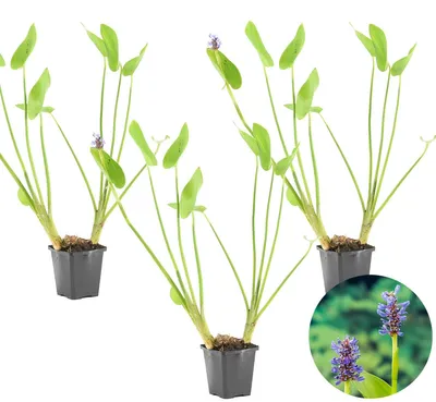 Produktbild von Bloomique - 3er Set - Ponterderia Cordata - Hechtkraut - Teichpflanzen Winterhart - Wasserpflanzen - Zone 2-3 - Höhe 10-20 cm - Topf 9 cm